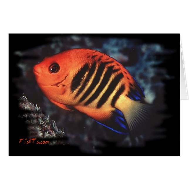 Cartão Flame Angelfish por H2Oasis (Frente Horizontal)