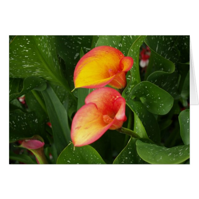 Cartão Flame Calla. (Frente Horizontal)