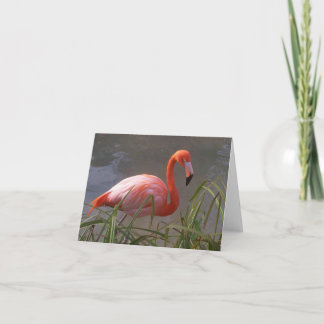 Cartão Flamingo
