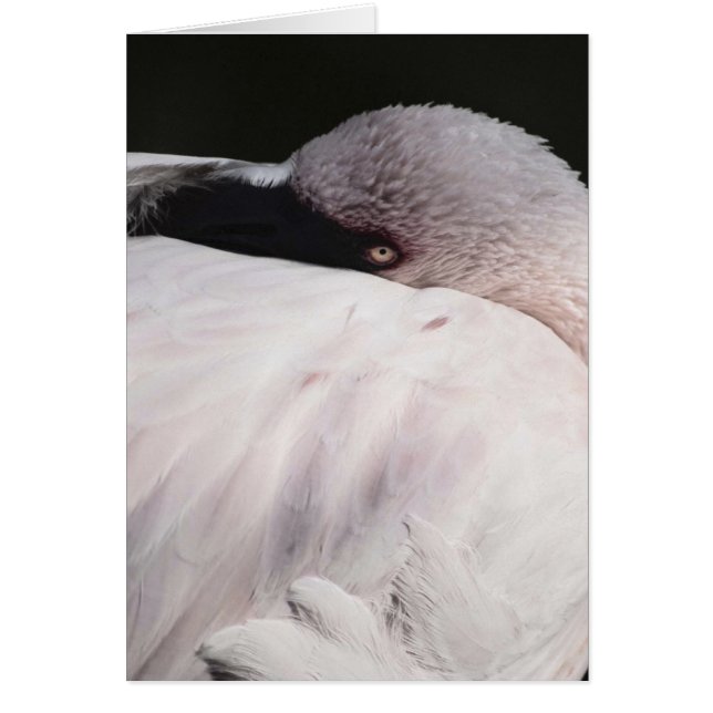 Cartão Flamingo (Frente)