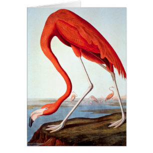 Cartão Flamingo americano