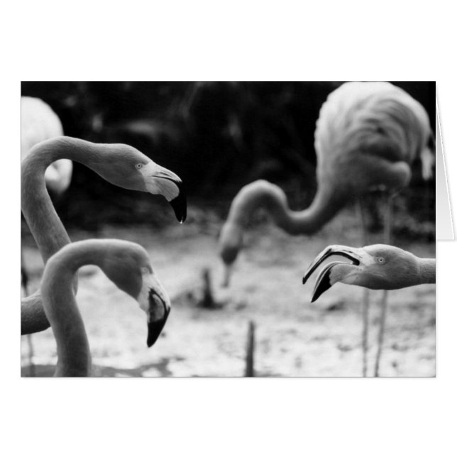 Cartão Flamingo Chatter (Frente Horizontal)