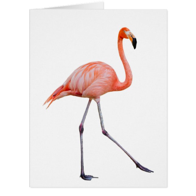 Cartão Flamingo Rosa (Frente)