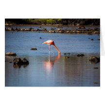 Flamingo rosa nas Ilhas Galápagos