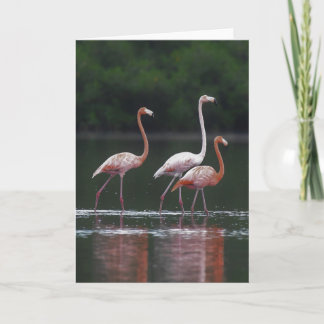 Cartão Flamingo Trio