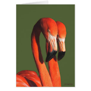 Cartão Flamingos