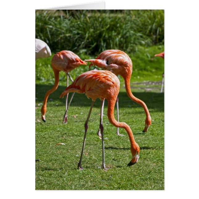 Cartão Flamingos (Frente)