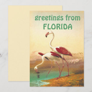 Cartão Flamingos Antigos Saudações da Flórida Viagem