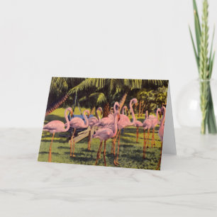 Cartão Flamingos cor-de-rosa na Flórida
