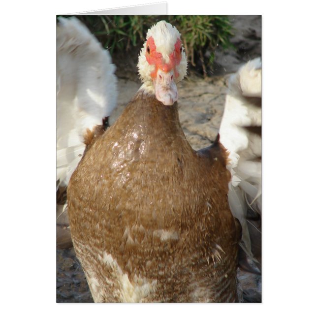 Cartão Flape Aquelas Asas (Frente)