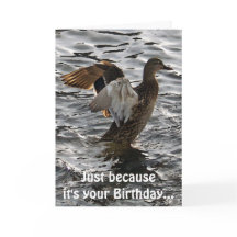 Flapping Mallard Duck Funny Birthday Card