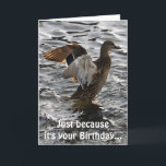 Cartão Flapping Mallard Duck Funny Birthday Card<br><div class="desc">Entitled "Sunlighting II", this cool wildlife card features a wild female Mallard Duck (Drake) flapping her wings to dry off after a happy landing. As a Birthday card, the humour in side the card, will not escape those who appreciate a good pun. A delightful art image for Duck lovers that's...</div>