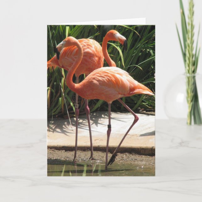 Cartão Flock of Flamingos Greeting Card (Frente)