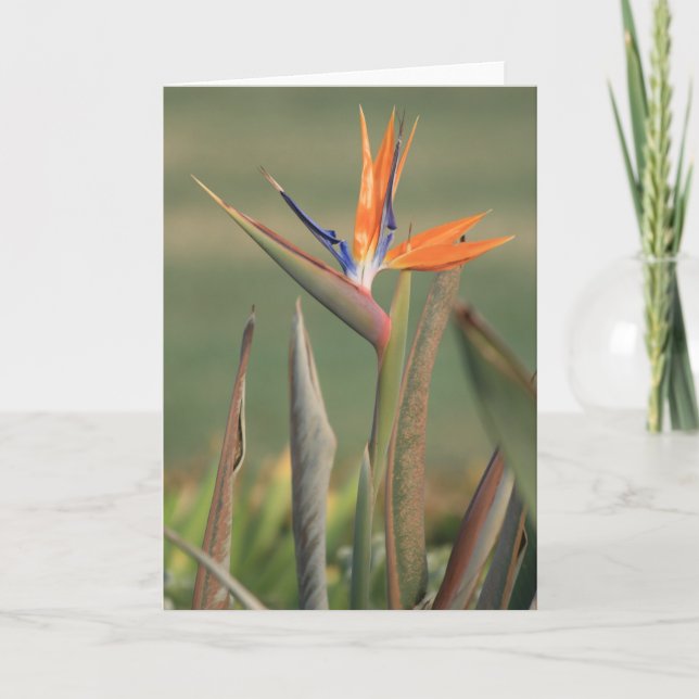 Cartão Flor (Frente)