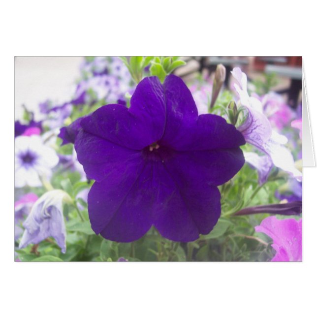 Cartão Flor (Frente Horizontal)