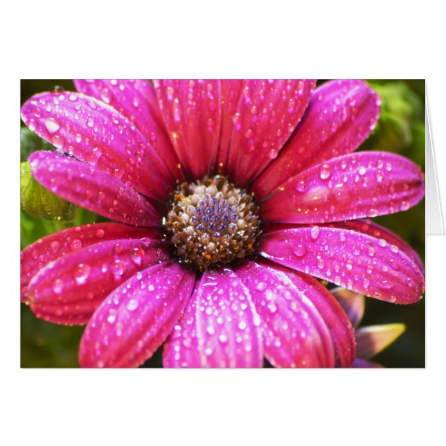 Cartão Flor (Frente Horizontal)