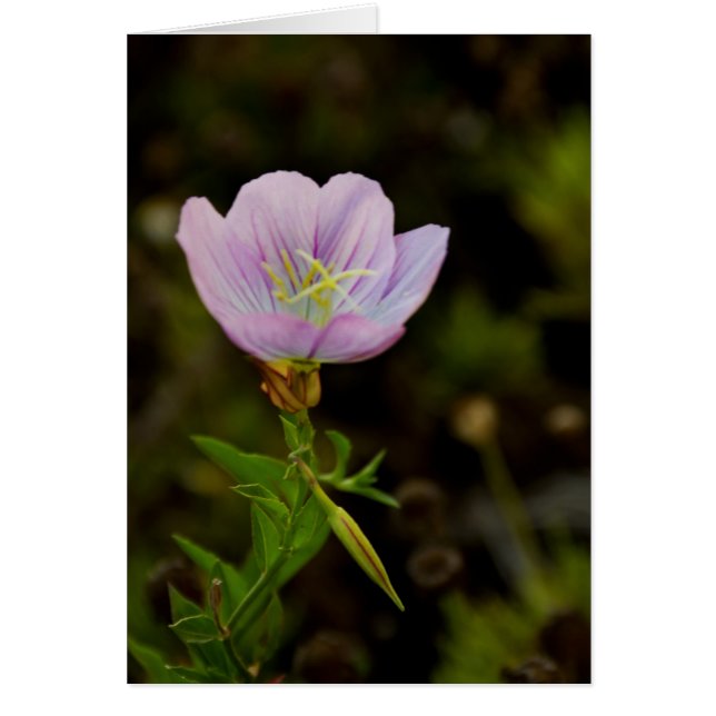 Cartão Flor (Frente)
