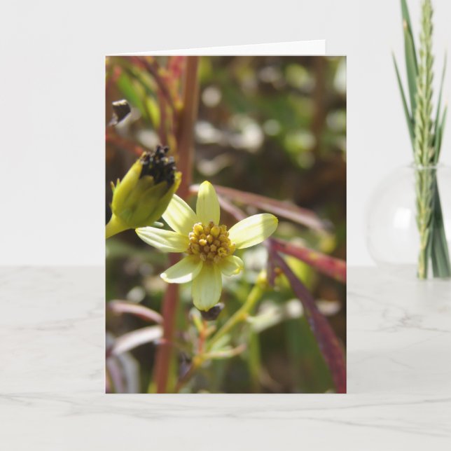 Cartão Flor Amarelo bonito (Frente)