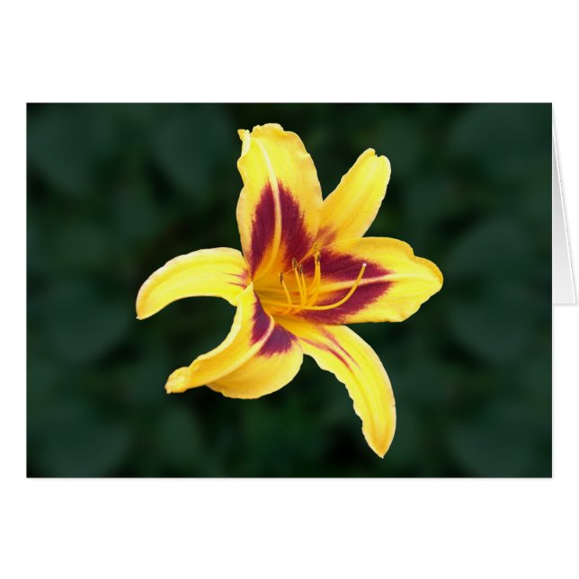 Cartão Flor Amarelo Daylily com Vermelho, Hemerocallis: (Frente Horizontal)