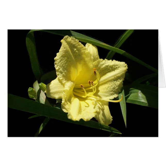 Cartão Flor Amarelo Daylily Hemerocallis (Frente Horizontal)