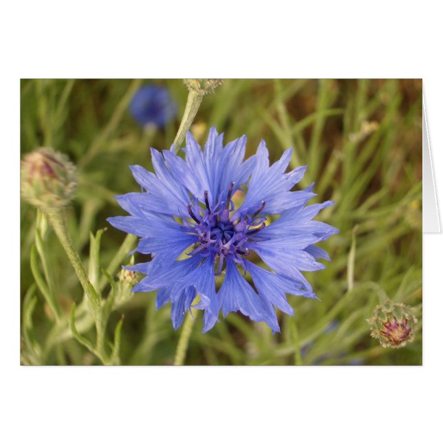 Cartão Flor Azul (Frente Horizontal)