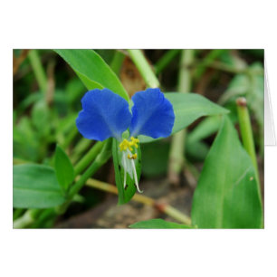 Cartão Flor Azul bonito