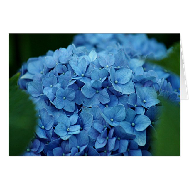 Cartão Flor azul do hydrangea (Frente Horizontal)