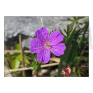 Cartão Flor Bloody Cranesbill