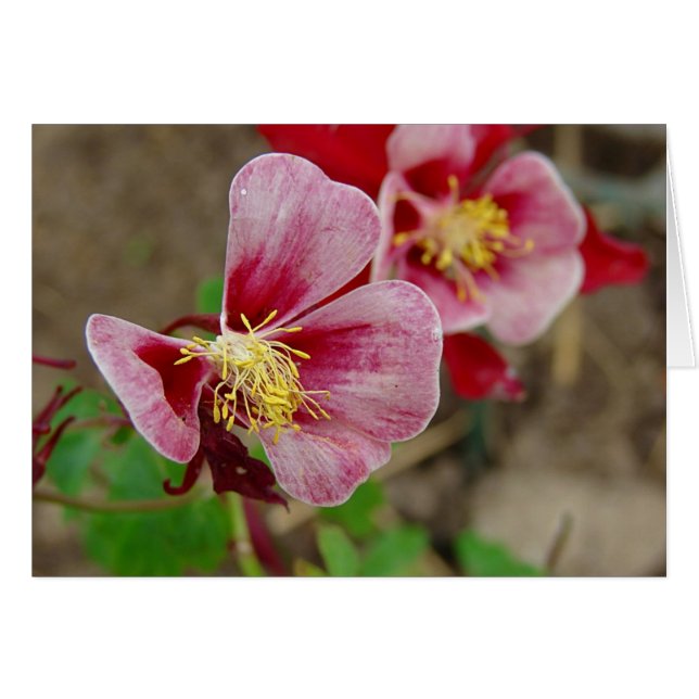 Cartão Flor bonito (Frente Horizontal)
