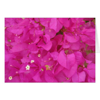 Cartão Flor Bougainvillea rosa (Grécia)