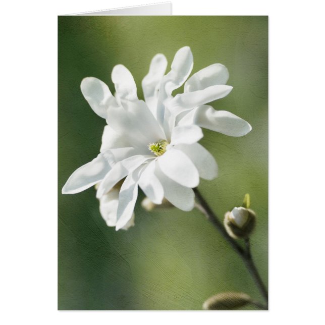 Cartão Flor Branca (Frente)