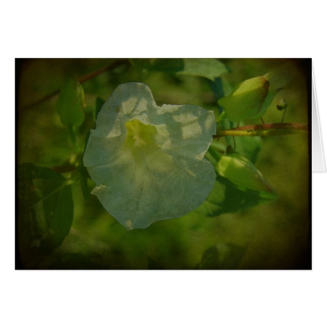 Cartão Flor branca bonito (Frente Horizontal)