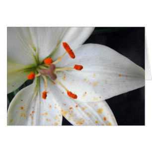 Cartão flor branca de lírio