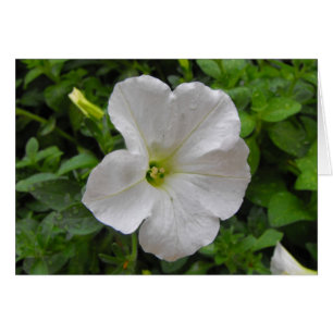 Cartão flor branca de petúnia