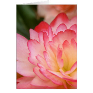 Cartão Flor da alma da begónia