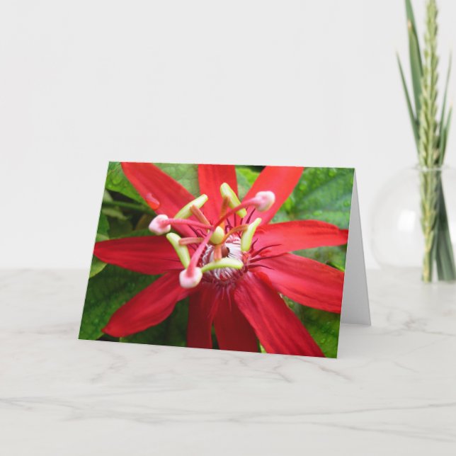 Cartão Flor da Paixão Vermelha (Frente)