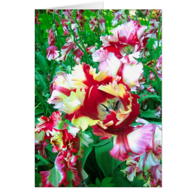 Cartão Flor das tulipas (Frente)