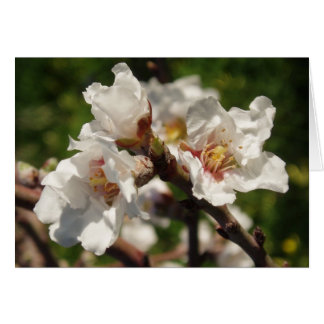 Cartão Flor de Amêndoa