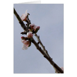 Cartão Flor de Amêndoa