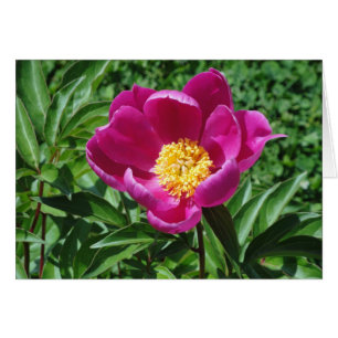 Cartão Flor de Bristol