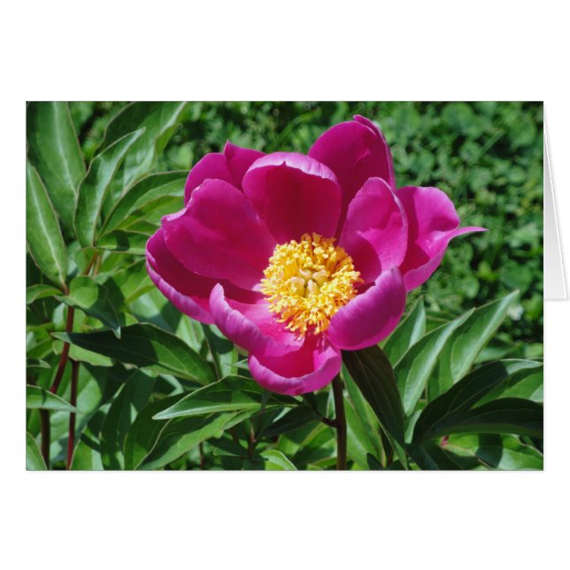 Cartão Flor de Bristol (Frente Horizontal)