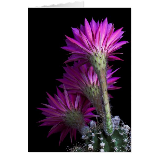 Cartão Flor de cacto (Frente)