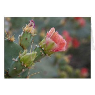 Cartão Flor de cacto rosa começando a florescer