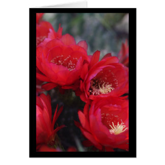 Cartão Flor de cacto vermelho