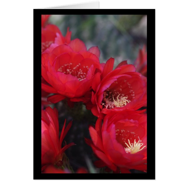 Cartão Flor de cacto vermelho (Frente)