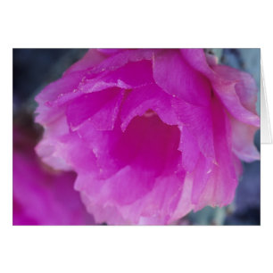 Cartão Flor de Cactusouriço Rosa (Echinocereus