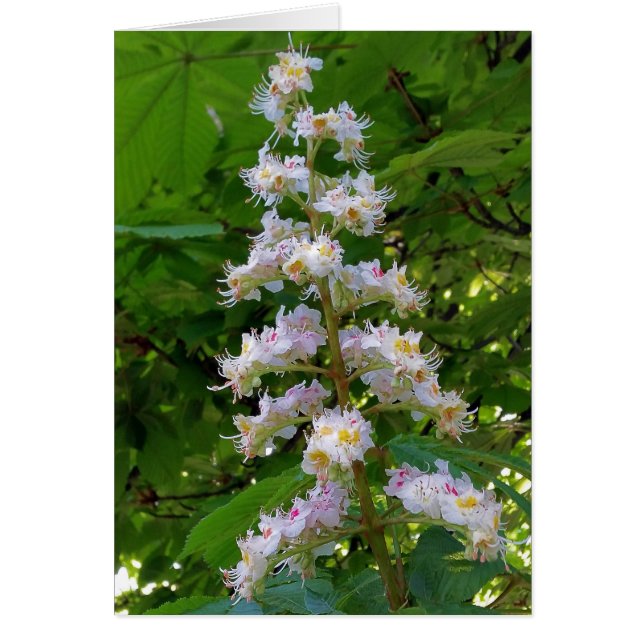 Cartão flor de castanha (Frente)
