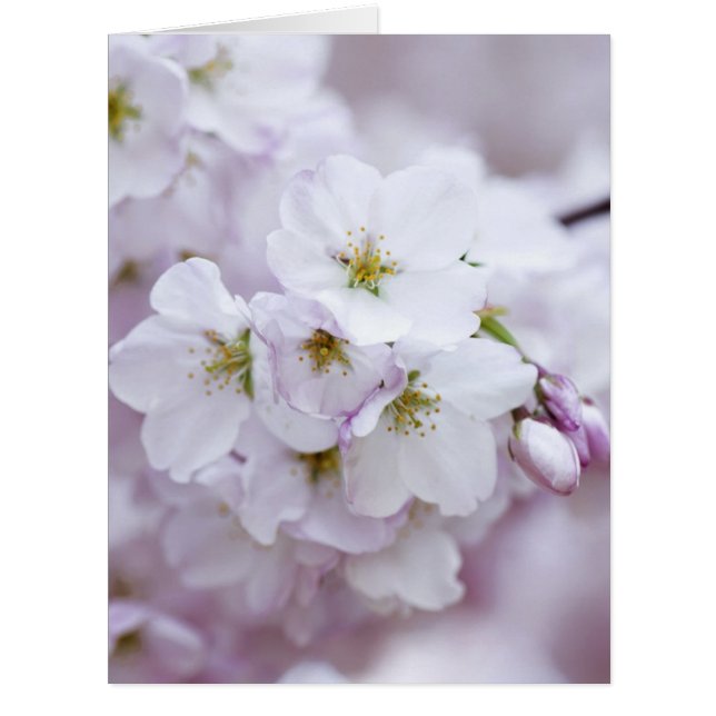 Cartão Flor de cereja (Frente)