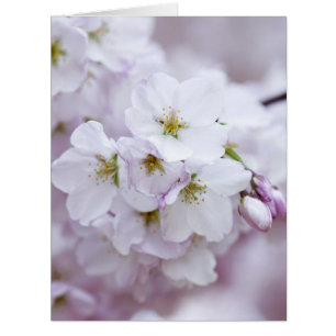 Cartão Flor de cerejeira