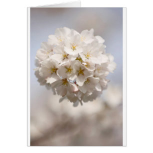 Cartão Flor de cerejeira